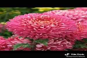 Grote Chrysanten - Groe Chrysanthemen