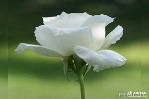 Roses blanches - Weiße Rosen