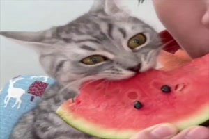Zusammen Melone essen