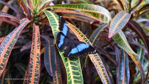 Butterfly and Palm House - Vienna