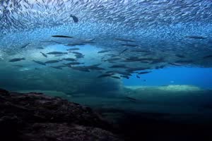 Tolle Unterwasserwelt