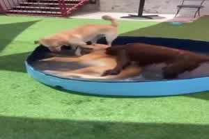 Hunde im Pool