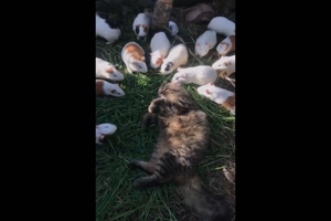 Ungewöhnliche Tierfreundschaft