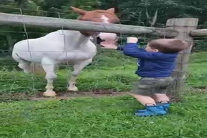 Kind und Pferd