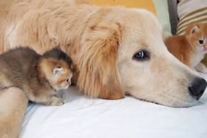 Golden retriever hugs a kitten. Kitty accepts it -