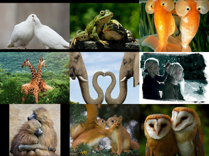 Animals Love