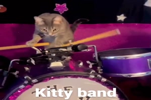 Katzen-Band