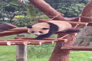 Ein Panda eben