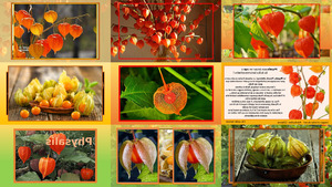 Physalis