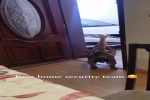 Home Security Team