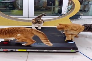 Katzen auf dem Laufband