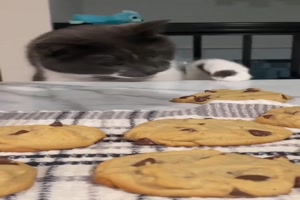 Katze auf Keks-Fang