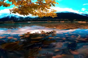 Herbst unter Wasser