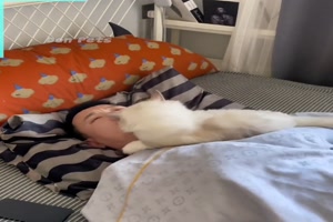 In Ruhe schlafen mit Katze ist nicht