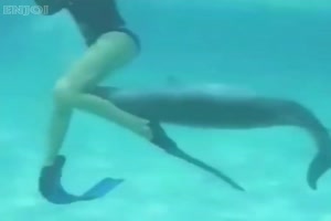 Aufdringlicher Delfin