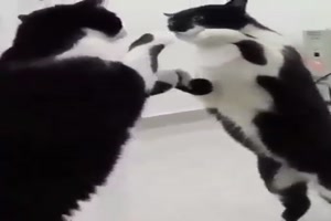 Katze liebt den Spiegel