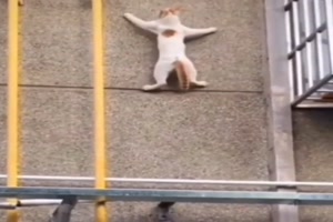 Diese Katze kann klettern