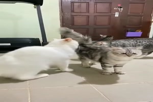 Streitschlichtende Katze