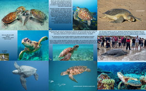 Bedrohte Tierart - Meeresschildkrten