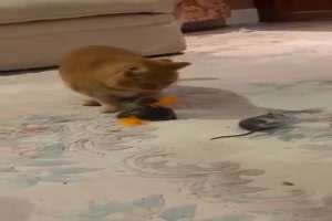 Katze bringt Maus ins Haus