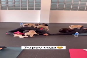 Yoga mit Welpen