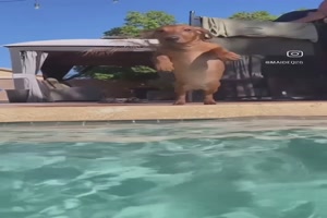 Dackel springt in den Pool