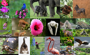Fauna en Flora - Fauna und Flora