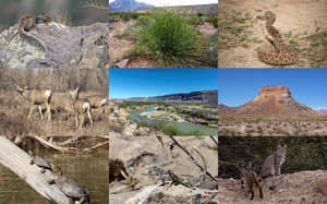 Big-Bend-Nationalpark