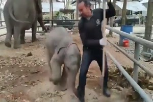 Lustiger kleiner Elefant