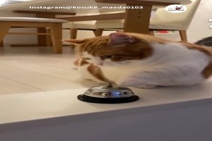 Katzen mit Hunger