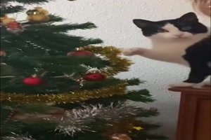 Katzen lieben Weihnachtsbume...