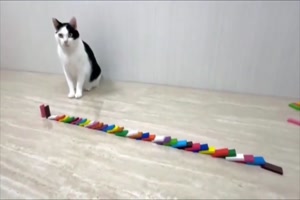 Katze und Domino