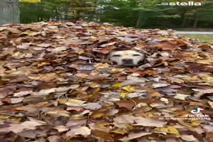 Hunde-in-Laubhaufen.mp4 auf www.funpot.net