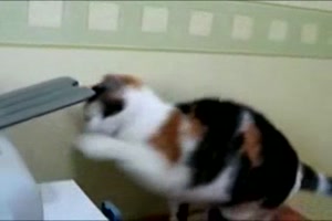 Katze und Drucker
