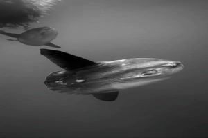 Tolle-Unterwasserwelt.mp4 auf www.funpot.net