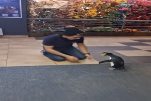 Pinguin-Freude