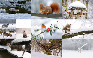 Tiere im Winter