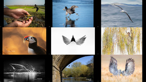 Bird Photographer of the Year 2023 - Vogelfotograf des Jahre