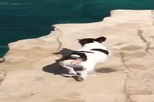 Hund liebt das Wasser