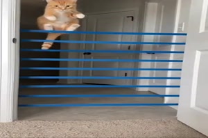 Katze kann hoch springen