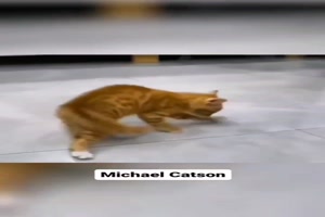 Katze macht den Michael nach