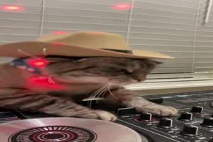 DJ Katze