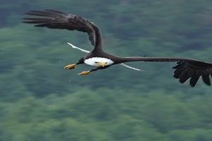 Adler auf Beuteflug