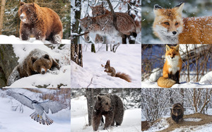 Animals of Winter Woods - Tiere des Winterwaldes