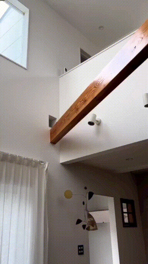Cooler Katzenbalken