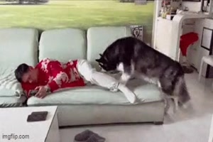 Hund ersetzt das Kissen
