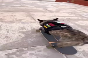 Skater-Hund