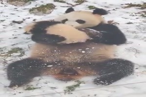Niedliche Pandas