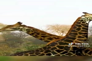 Giraffenprgelei