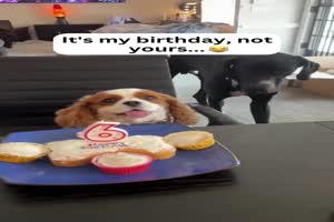 Es ist mein Geburtstag nicht deiner